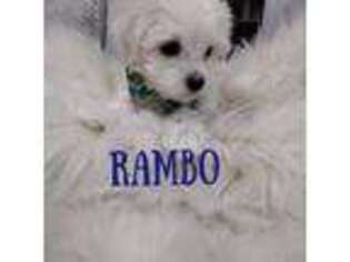 Maltese Puppy for sale in Panama City Beach, FL, USA