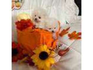 Pomeranian Puppy for sale in Lawrenceburg, KY, USA