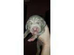 Weimaraner Puppy for sale in Vancouver, WA, USA