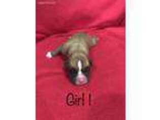 Boxer Puppy for sale in Montgomery, TX, USA