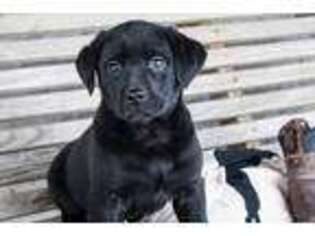 Labrador Retriever Puppy for sale in Shipshewana, IN, USA