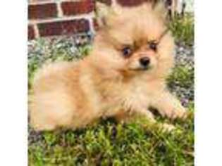 Pomeranian Puppy for sale in Warfordsburg, PA, USA
