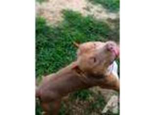 American Pit Bull Terrier Puppy for sale in LEBANON, MO, USA
