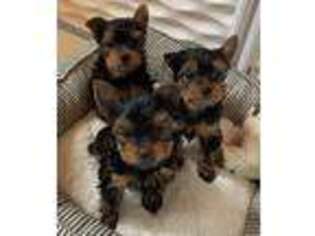 Yorkshire Terrier Puppy for sale in Troy, MI, USA