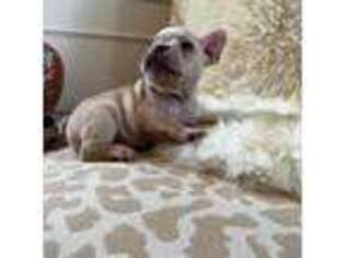 French Bulldog Puppy for sale in Highland, CA, USA