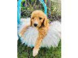 Goldendoodle Puppy for sale in Palm City, FL, USA