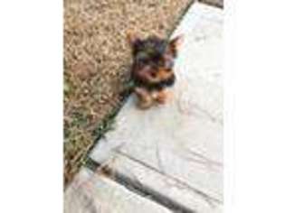 Yorkshire Terrier Puppy for sale in Savannah, GA, USA