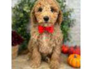 Goldendoodle Puppy for sale in Rosemount, MN, USA