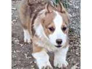 Pembroke Welsh Corgi Puppy for sale in Hillsboro, TN, USA