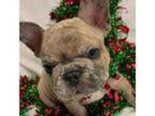 French Bulldog Puppy for sale in Fort Morgan, CO, USA