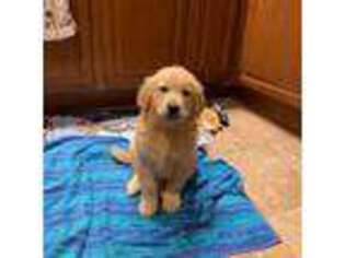Golden Retriever Puppy for sale in Robersonville, NC, USA