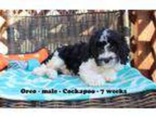 Cock-A-Poo Puppy for sale in Clarkrange, TN, USA
