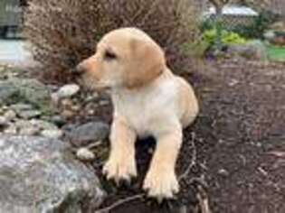 Labrador Retriever Puppy for sale in Bellingham, WA, USA