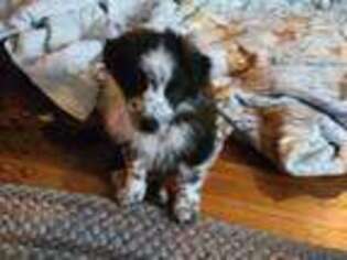 Border Collie Puppy for sale in Marion, OH, USA