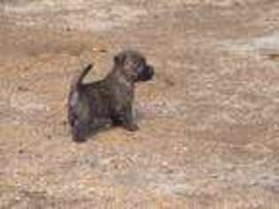 Cairn Terrier Puppy for sale in Bend, OR, USA