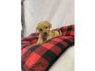 Goldendoodle Puppy for sale in Zalma, MO, USA