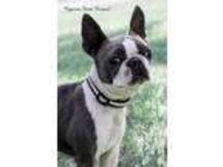 Boston Terrier Puppy for sale in MATHIS, TX, USA