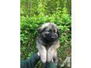 German Shepherd Dog Puppy for sale in TEN MILE, TN, USA