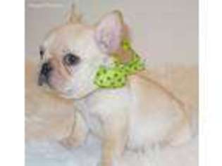 French Bulldog Puppy for sale in Durham, NC, USA