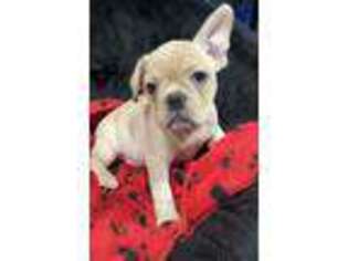 French Bulldog Puppy for sale in Malden, MA, USA