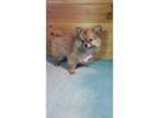 Pomeranian Puppy for sale in Jasonville, IN, USA