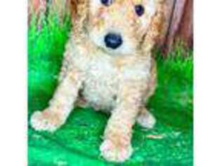 Goldendoodle Puppy for sale in Bethlehem, CT, USA