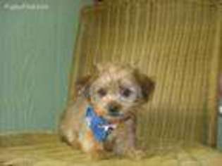 Shorkie Tzu Puppy for sale in Houston, TX, USA