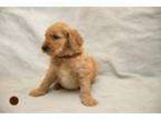 Goldendoodle Puppy for sale in Moreno Valley, CA, USA