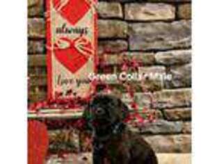 Cane Corso Puppy for sale in Maysville, KY, USA