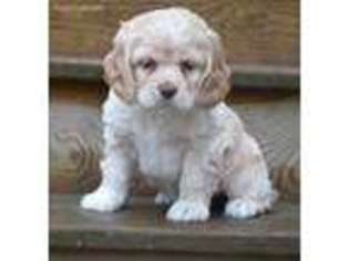 Cocker Spaniel Puppy for sale in Allenwood, PA, USA