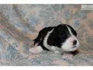 Portuguese Water Dog Puppy for sale in Florence, AL, USA