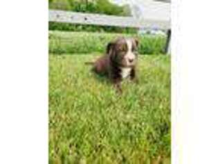 Alapaha Blue Blood Bulldog Puppy for sale in Ligonier, IN, USA