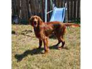 Irish Setter Puppy for sale in Fort Smith, AR, USA