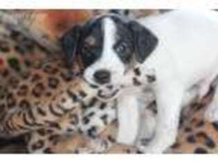 Mutt Puppy for sale in Hereford, OR, USA
