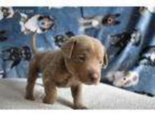 Labrador Retriever Puppy for sale in Bulverde, TX, USA