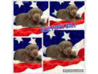 Labrador Retriever Puppy for sale in Orient, OH, USA