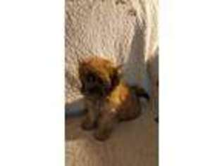 Coton de Tulear Puppy for sale in Damon, TX, USA