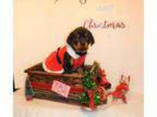 Rottweiler Puppy for sale in Moravia, NY, USA