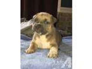 Mutt Puppy for sale in BORDENTOWN, NJ, USA