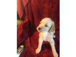 Labradoodle Puppy for sale in Deckerville, MI, USA