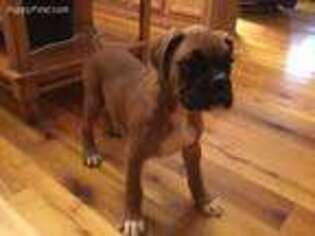 Boxer Puppy for sale in Morehead, KY, USA
