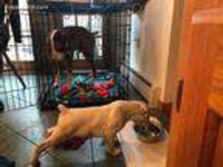 Boxer Puppy for sale in Dryden, NY, USA