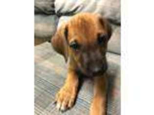 Rhodesian Ridgeback Puppy for sale in Taylor, MI, USA
