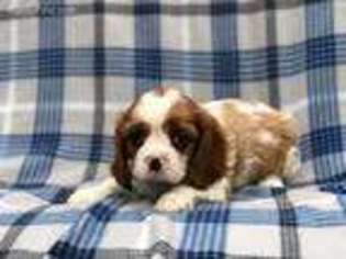 Cavalier King Charles Spaniel Puppy for sale in Saint Peters, MO, USA