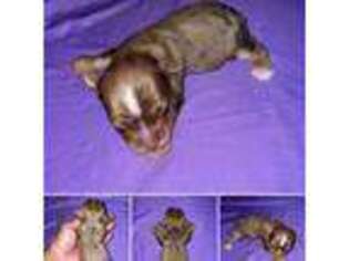 Yorkshire Terrier Puppy for sale in Fresno, CA, USA