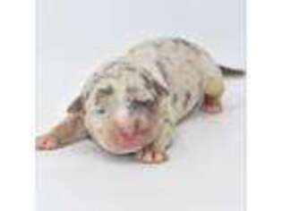 Mutt Puppy for sale in Cleveland, GA, USA