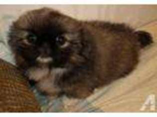 Pekingese Puppy for sale in WYOMING, MI, USA
