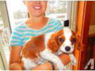 Cavalier King Charles Spaniel Puppy for sale in KIOWA, CO, USA
