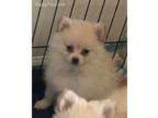 Pomeranian Puppy for sale in Delaware, OH, USA