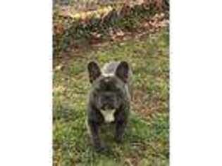 French Bulldog Puppy for sale in Boonsboro, MD, USA
